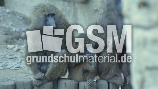 Grüner Pavian (7).jpg